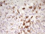 SP110 Antibody in Immunohistochemistry (Paraffin) (IHC (P))