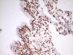SP110 Antibody in Immunohistochemistry (Paraffin) (IHC (P))
