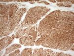 SP110 Antibody in Immunohistochemistry (Paraffin) (IHC (P))