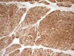 SP110 Antibody in Immunohistochemistry (Paraffin) (IHC (P))