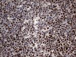 SP110 Antibody in Immunohistochemistry (Paraffin) (IHC (P))