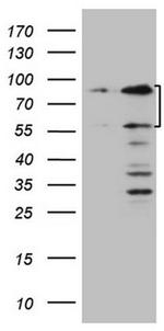 SP110 Antibody in Western Blot (WB)
