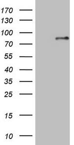 SP110 Antibody in Western Blot (WB)