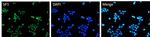 SP1 Antibody in Immunocytochemistry (ICC/IF)