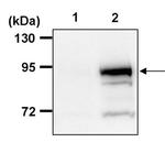 SP1 Antibody in Immunoprecipitation (IP)
