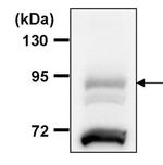SP1 Antibody in Western Blot (WB)