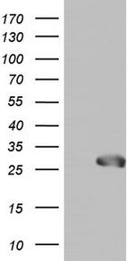 SPA17 Antibody in Western Blot (WB)