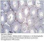 SPACA3 Polyclonal Antibody
