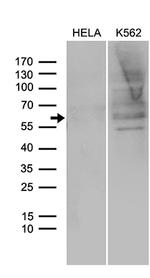 SPAG4 Antibody in Western Blot (WB)