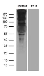 SPAG5 Antibody in Western Blot (WB)