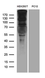 SPAG5 Antibody in Western Blot (WB)