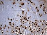 SPANXB1 Antibody in Immunohistochemistry (Paraffin) (IHC (P))