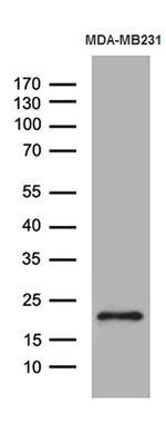 SPANXB1 Antibody in Western Blot (WB)