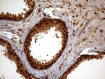 SPANXN3 Antibody in Immunohistochemistry (Paraffin) (IHC (P))