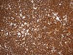 SPANXN3 Antibody in Immunohistochemistry (Paraffin) (IHC (P))