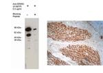 SPARC Polyclonal Antibody