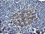 SPARC Antibody in Immunohistochemistry (Paraffin) (IHC (P))