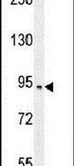 SPARCL1 Antibody in Western Blot (WB)