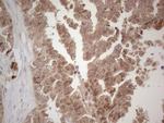SPATA22 Antibody in Immunohistochemistry (Paraffin) (IHC (P))