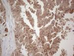 SPATA22 Antibody in Immunohistochemistry (Paraffin) (IHC (P))
