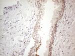 SPATA22 Antibody in Immunohistochemistry (Paraffin) (IHC (P))