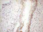 SPATA22 Antibody in Immunohistochemistry (Paraffin) (IHC (P))