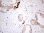 SPATA22 Antibody in Immunohistochemistry (Paraffin) (IHC (P))