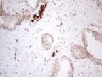 SPATA22 Antibody in Immunohistochemistry (Paraffin) (IHC (P))