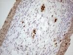 SPATA22 Antibody in Immunohistochemistry (Paraffin) (IHC (P))