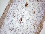 SPATA22 Antibody in Immunohistochemistry (Paraffin) (IHC (P))