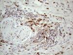 SPATA22 Antibody in Immunohistochemistry (Paraffin) (IHC (P))