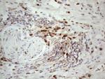 SPATA22 Antibody in Immunohistochemistry (Paraffin) (IHC (P))