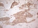 SPATA22 Antibody in Immunohistochemistry (Paraffin) (IHC (P))