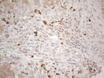 SPATA22 Antibody in Immunohistochemistry (Paraffin) (IHC (P))