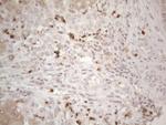 SPATA22 Antibody in Immunohistochemistry (Paraffin) (IHC (P))