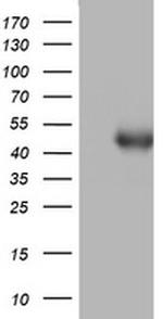 SPATA2L Antibody in Western Blot (WB)