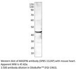 MASPIN Polyclonal Antibody
