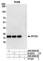 SPCS2 Antibody in Western Blot (WB)