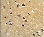 SPG20 Antibody in Immunohistochemistry (IHC)