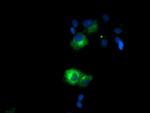 SPG7 Antibody in Immunocytochemistry (ICC/IF)