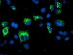 SPG7 Antibody in Immunocytochemistry (ICC/IF)