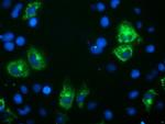 SPG7 Antibody in Immunocytochemistry (ICC/IF)