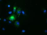 SPG7 Antibody in Immunocytochemistry (ICC/IF)