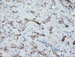 SPG7 Antibody in Immunohistochemistry (Paraffin) (IHC (P))