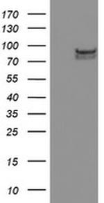 SPG7 Antibody in Western Blot (WB)