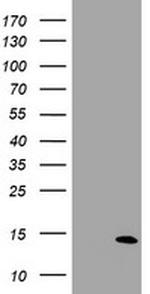 SPG7 Antibody in Western Blot (WB)