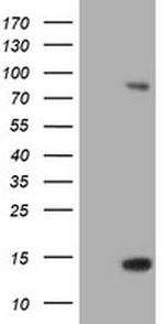 SPG7 Antibody in Western Blot (WB)