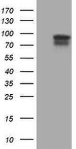 SPG7 Antibody in Western Blot (WB)