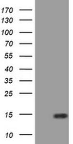 SPG7 Antibody in Western Blot (WB)