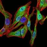 SPIB Antibody in Immunocytochemistry (ICC/IF)